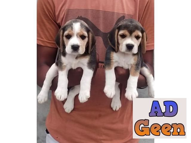 used Show Quality Begal Male And Female Pupies Avalible for sale 